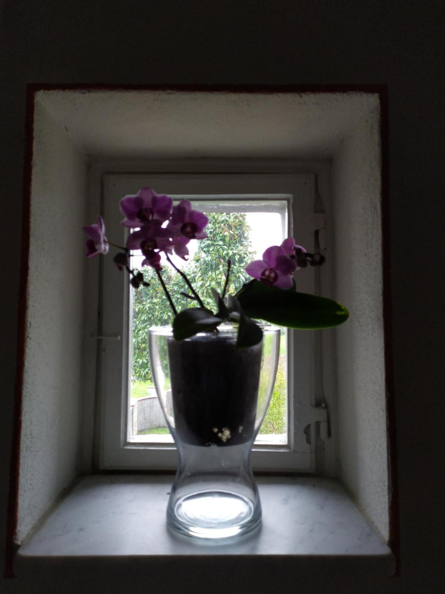 Le Rondini Di San Donato Bed & Breakfast Lucca Exterior photo